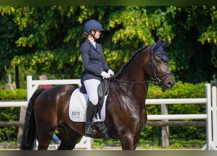 Oldenburger, Wallach, 5 Jahre, 180 cm, Schwarzbrauner