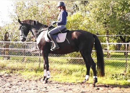 Oldenburger, Wallach, 5 Jahre, 180 cm, Schwarzbrauner