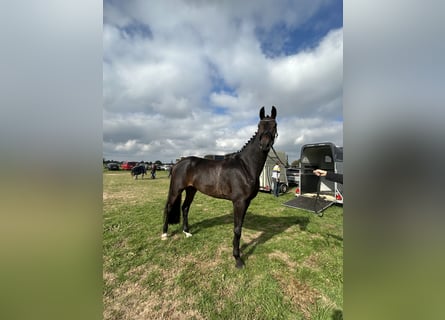 Oldenburger, Wallach, 5 Jahre, 185 cm, Dunkelbrauner