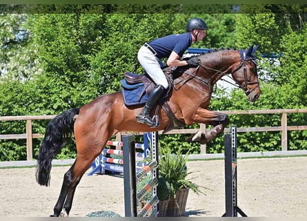 Oldenburger, Wallach, 5 Jahre, Brauner