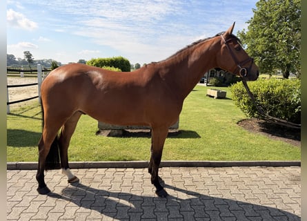 Oldenburger, Wallach, 6 Jahre, 160 cm, Brauner
