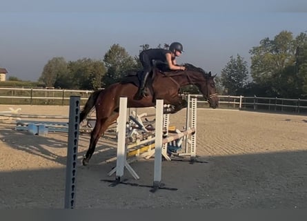 Oldenburger, Wallach, 6 Jahre, 162 cm, Brauner