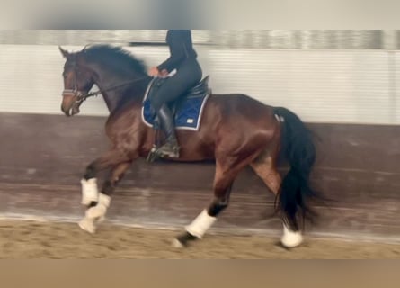 Oldenburger, Wallach, 6 Jahre, 162 cm, Dunkelbrauner