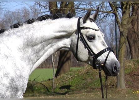 Oldenburger, Wallach, 6 Jahre, 164 cm, Schimmel