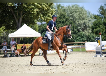 Oldenburger, Wallach, 6 Jahre, 165 cm, Fuchs