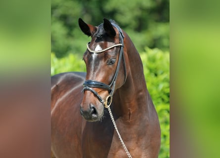 Oldenburger, Wallach, 6 Jahre, 167 cm, Dunkelbrauner