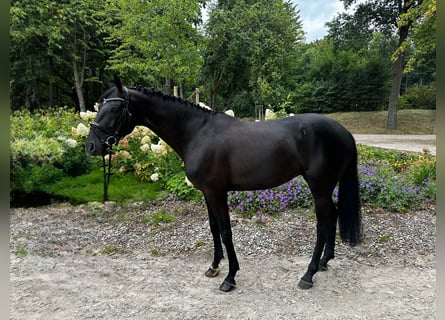 Oldenburger, Wallach, 6 Jahre, 168 cm, Rappe