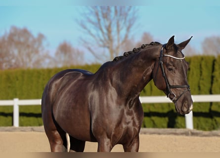 Oldenburger, Wallach, 6 Jahre, 168 cm, Rappe