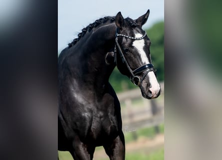 Oldenburger, Wallach, 6 Jahre, 168 cm, Rappe