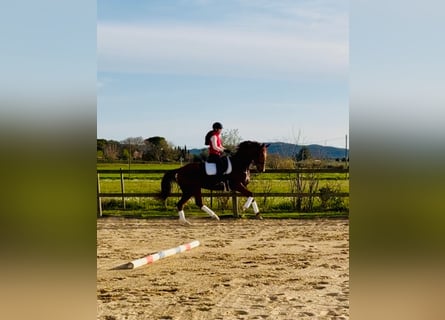 Oldenburger, Wallach, 6 Jahre, 169 cm, Hellbrauner