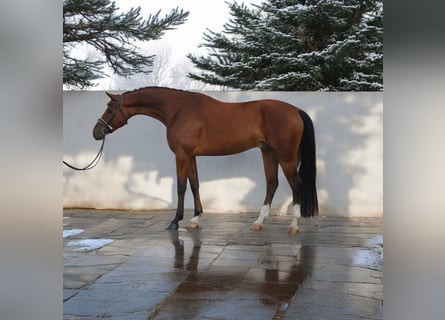 Oldenburger, Wallach, 6 Jahre, 169 cm, Rotbrauner