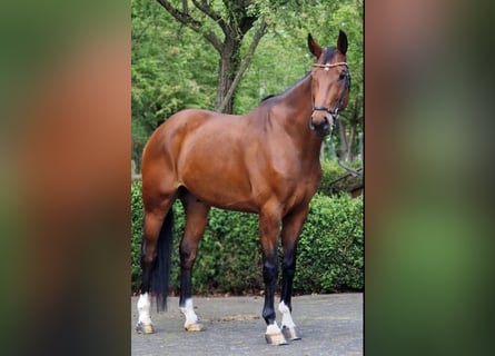 Oldenburger, Wallach, 6 Jahre, 170 cm, Brauner