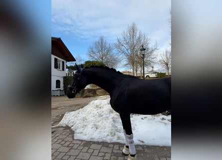 Oldenburger, Wallach, 6 Jahre, 170 cm