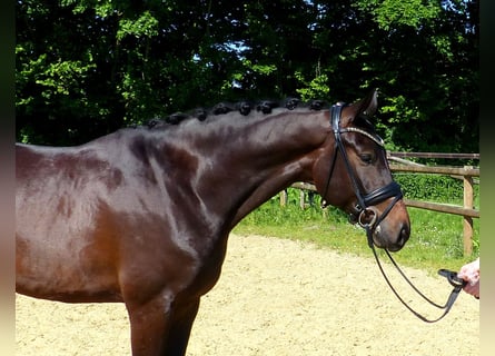 Oldenburger, Wallach, 6 Jahre, 170 cm, Dunkelbrauner