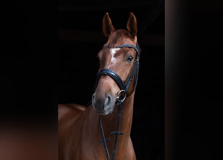 Oldenburger, Wallach, 6 Jahre, 170 cm, Dunkelfuchs