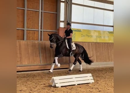 Oldenburger, Wallach, 6 Jahre, 170 cm, Schwarzbrauner