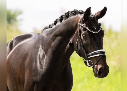 Oldenburger, Wallach, 6 Jahre, 170 cm, Schwarzbrauner
