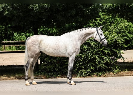 Oldenburger, Wallach, 6 Jahre, 172 cm, Schimmel