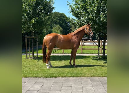 Oldenburger, Wallach, 6 Jahre, 173 cm, Fuchs