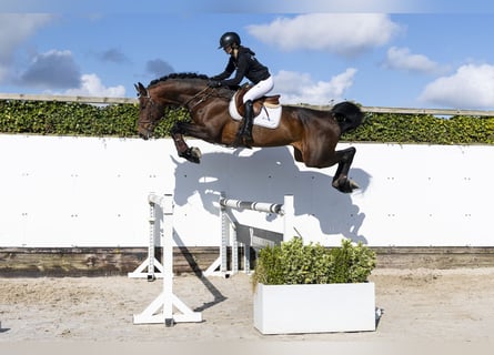 Oldenburger, Wallach, 6 Jahre, 174 cm