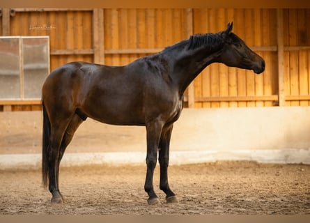 Oldenburger, Wallach, 6 Jahre, 175 cm, Dunkelbrauner