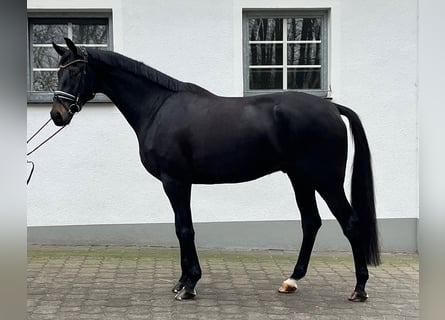 Oldenburger, Wallach, 6 Jahre, 177 cm, Rappe