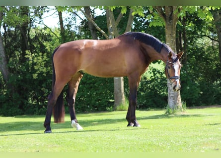Oldenburger, Wallach, 6 Jahre, 178 cm, Brauner