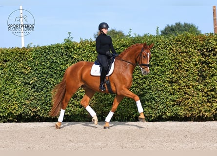 Oldenburger, Wallach, 6 Jahre, 180 cm, Fuchs