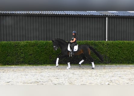 Oldenburger, Wallach, 6 Jahre, 185 cm, Dunkelbrauner