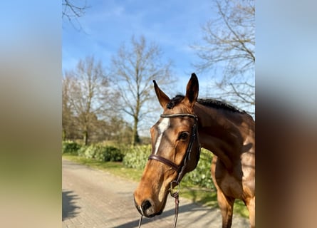Oldenburger, Wallach, 6 Jahre, Brauner