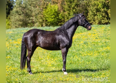 Oldenburger, Wallach, 7 Jahre, 165 cm, Rappe