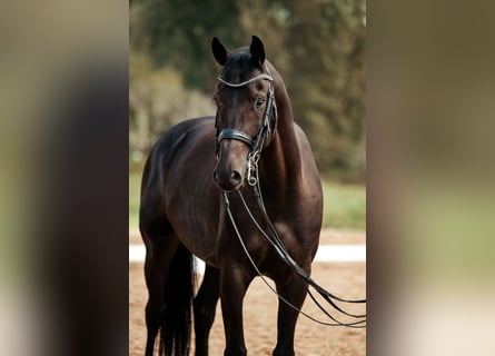 Oldenburger, Wallach, 7 Jahre, 167 cm, Rappe