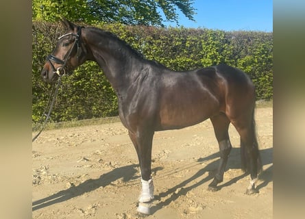 Oldenburger, Wallach, 7 Jahre, 168 cm, Dunkelbrauner