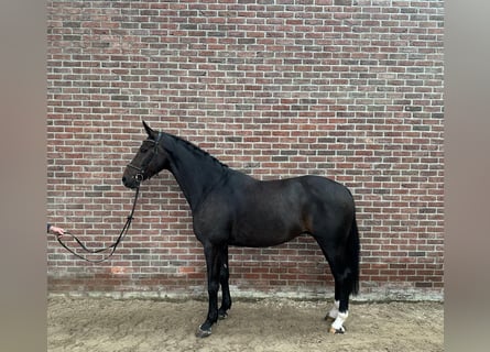 Oldenburger, Wallach, 7 Jahre, 168 cm, Schwarzbrauner