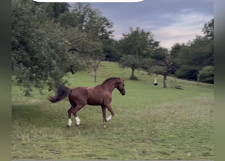 Oldenburger, Wallach, 7 Jahre, 170 cm