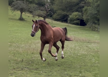 Oldenburger, Wallach, 7 Jahre, 170 cm