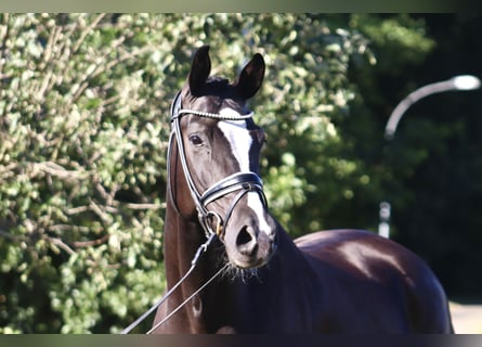 Oldenburger, Wallach, 7 Jahre, 170 cm, Rappe