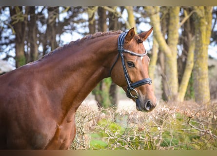 Oldenburger, Wallach, 7 Jahre, 171 cm, Dunkelfuchs