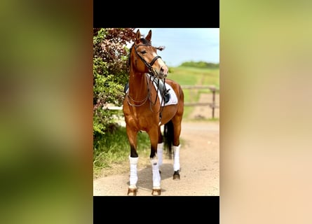 Oldenburger, Wallach, 7 Jahre, 172 cm, Brauner
