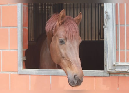 Oldenburger, Wallach, 7 Jahre, 172 cm, Dunkelfuchs