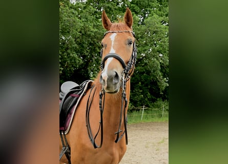 Oldenburger, Wallach, 7 Jahre, 172 cm, Fuchs