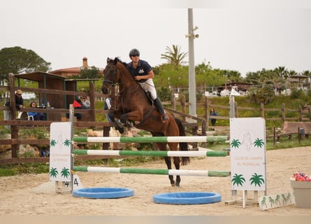 Oldenburger, Wallach, 7 Jahre, 175 cm, Dunkelbrauner