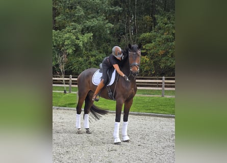 Oldenburger, Wallach, 7 Jahre, 177 cm, Dunkelbrauner
