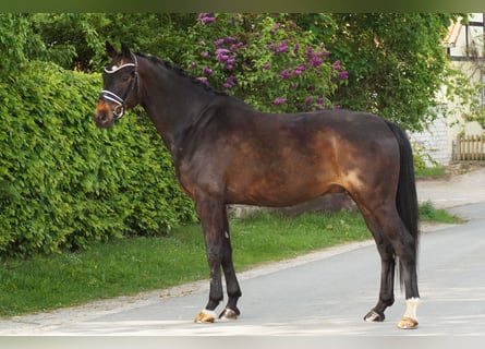 Oldenburger, Wallach, 8 Jahre, 167 cm, Dunkelbrauner