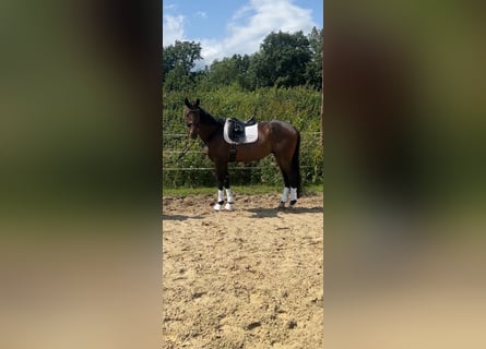 Oldenburger, Wallach, 8 Jahre, 168 cm, Dunkelbrauner