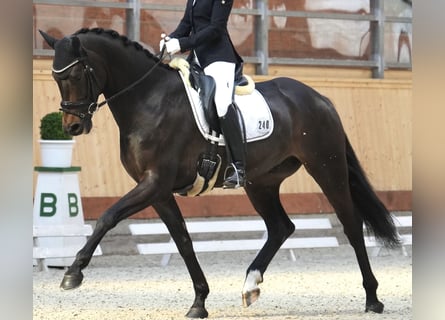 Oldenburger, Wallach, 8 Jahre, 168 cm, Dunkelbrauner