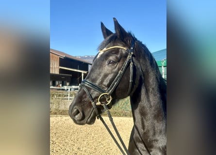 Oldenburger, Wallach, 8 Jahre, 168 cm, Rappe