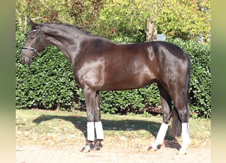 Oldenburger, Wallach, 8 Jahre, 168 cm, Rappe