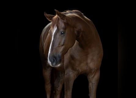 Oldenburger, Wallach, 8 Jahre, 170 cm, Dunkelfuchs