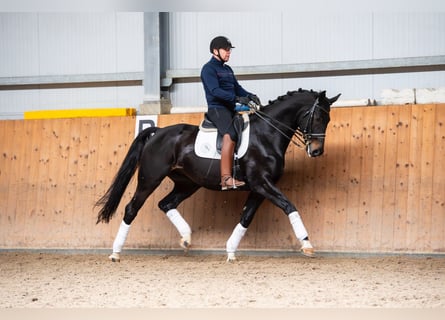 Oldenburger, Wallach, 8 Jahre, 173 cm